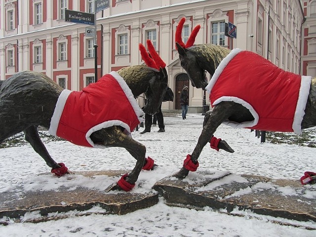 Poznańskie koziołki na placu Kolegiackim w świątecznych strojach