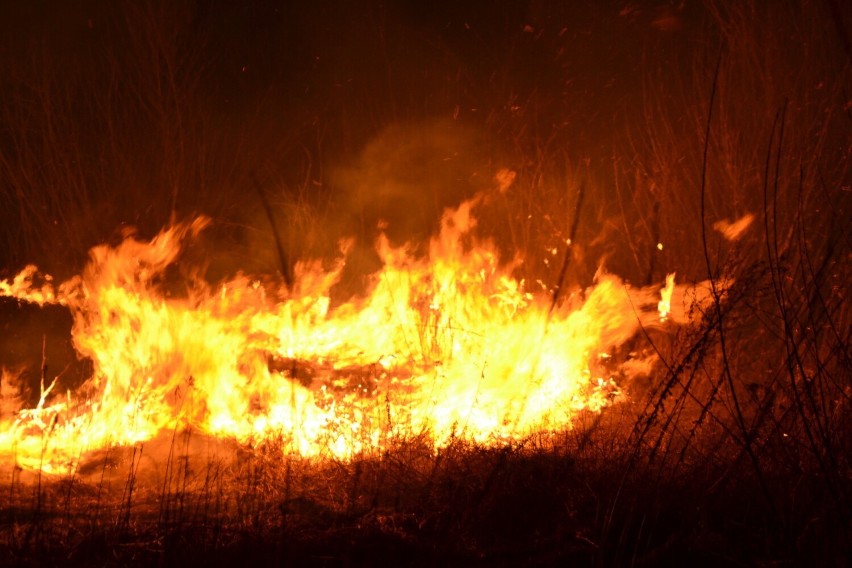 Palił się brzeg Ropy na Blichu w Gorlicach. Płomienie miały nawet metr wysokości, a w pobliżu są ogródki działkowe