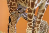 Chorzów: Mała żyrafa ze śląskiego zoo na pierwszym spacerze [WIDEO]