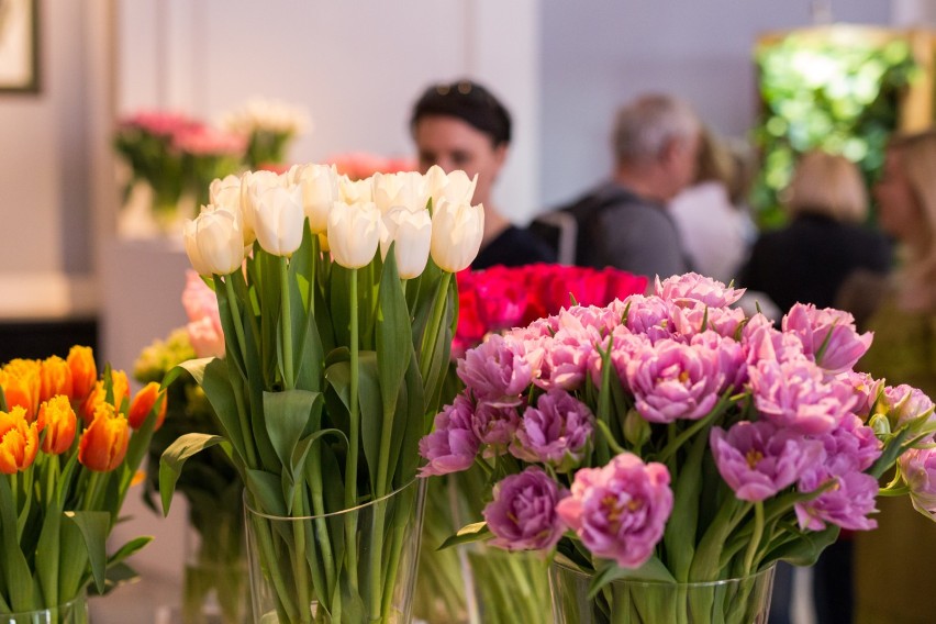 Wystawa tulipanów Wilanów. Prawie 100 odmian pięknych i...