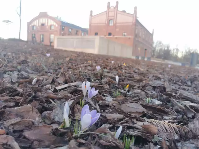 Pole krokusów przy Muzeum Śląskim 3 marca 2021. Pojedyncze kwiaty powoli wychodzą z ziemi i kwitną.

Zobacz kolejne zdjęcia. Przesuwaj zdjęcia w prawo - naciśnij strzałkę lub przycisk NASTĘPNE