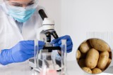 GIS ostrzega: ziemniaki wycofane ze sprzedaży. Masz je w swojej kuchni? Nie należy ich spożywać