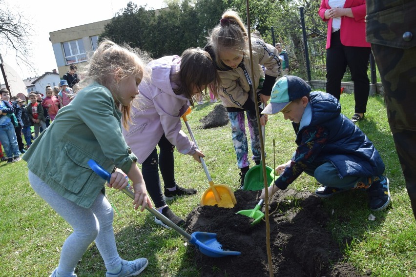 W mieście przybędzie 112 świeżych nasadzeń. Sadzonki były...