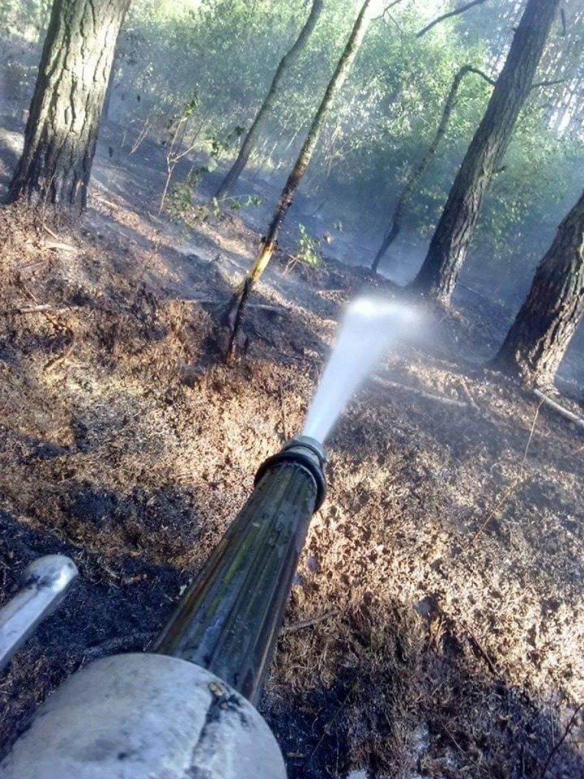 Myszków: pożar poszycia leśnego przy Jaworznickiej. Strażacy walczyli z ogniem przez trzy godziny
