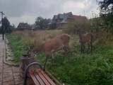 Zakopane. Łanie szukają jedzenia w koszach na śmieci [GALERIA]