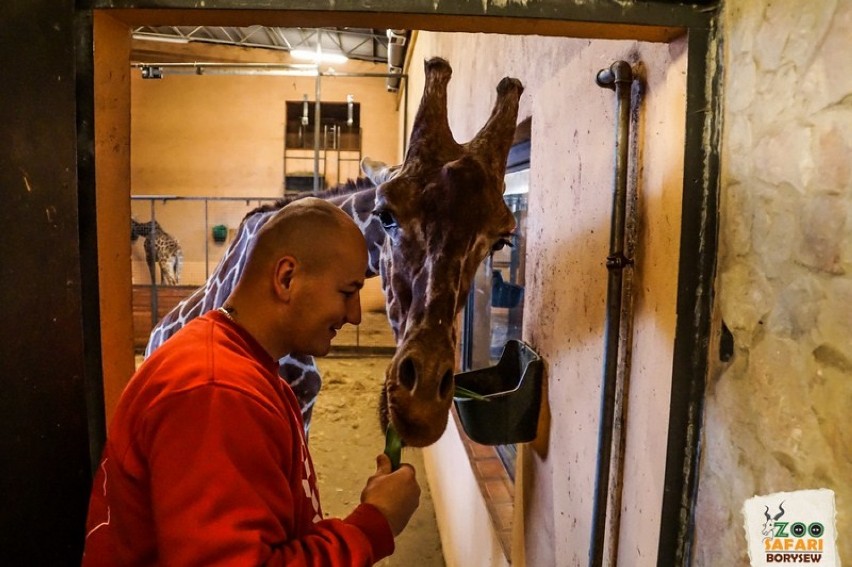 Artur Szpilka w Zoo Safari z Borysewie