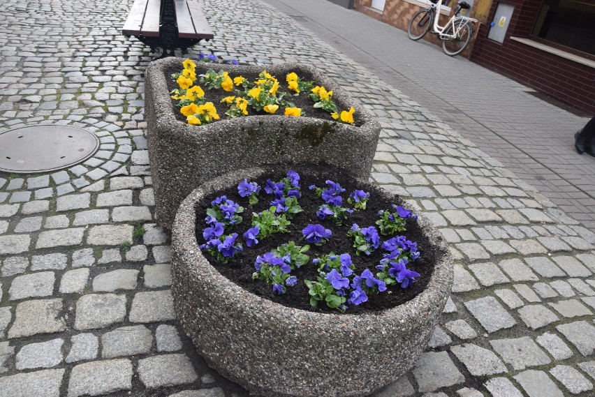 Wiosna zawitała do Kościana. Rynek i ulicę Wrocławską zdobią bratki