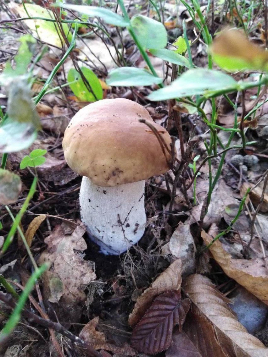 W lasach Kraśnika i okolic nadal są grzyby! Zobacz wyjątkowe zdjęcia z grzybobrania Gieni Stępień