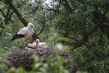 VIII Międzynarodowy Spis Bociana Białego. W powiecie sztumskim brakuje wolontariuszy, którzy policzą ptaki w gniazdach