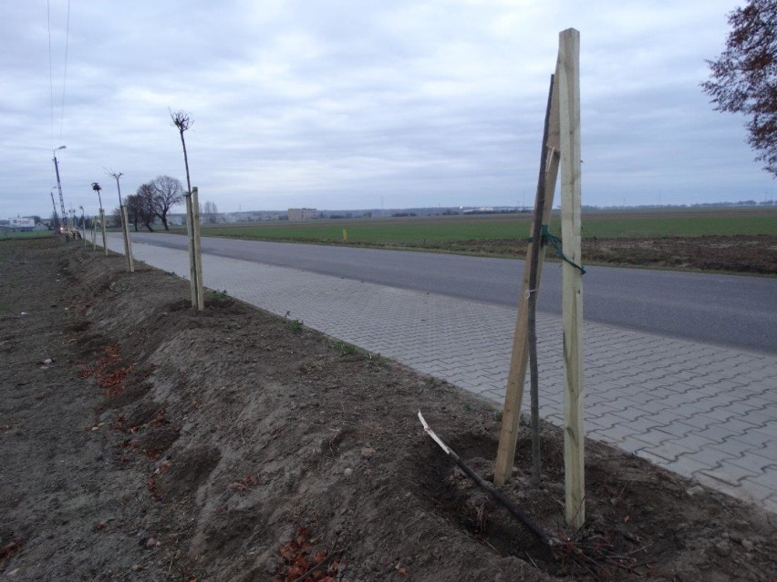 Wandale połamali drzewka przy drodze Dobrzyca - Nowy Świat