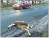 Morzyczyn - Kobylanka. Pod kołami samochodów giną zwierzęta