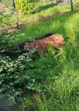 Nowy mieszkaniec Śląskiego Zoo. To przeuroczy ryś euroazjatycki - zobaczcie WIDEO