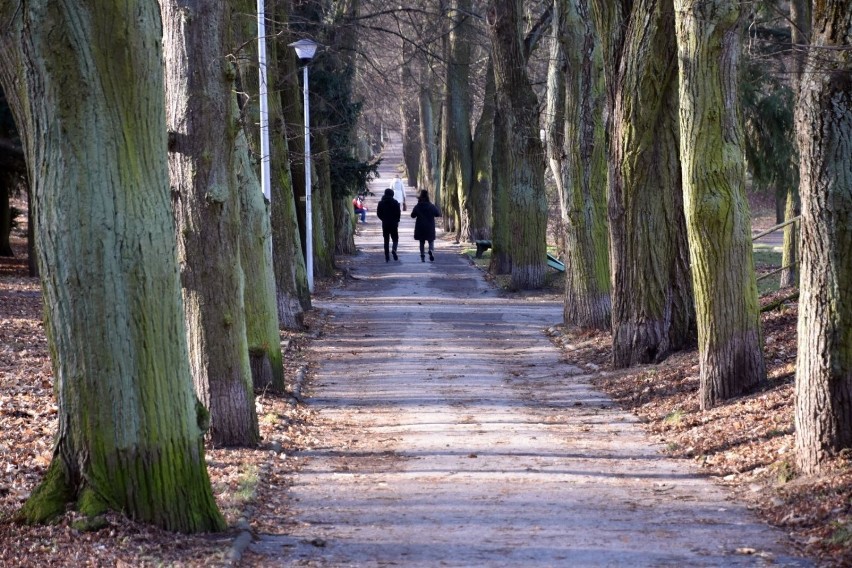 Park Tysiąclecia w Zielonej Górze zostanie zrewitalizowany...