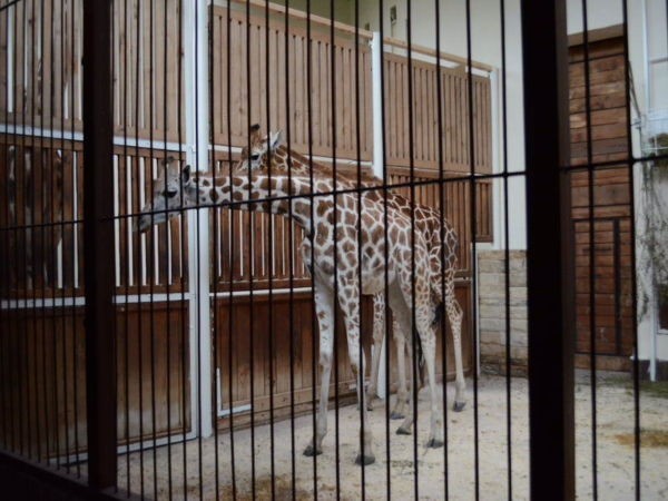 Żyrafa Lokatka jest już w ZOO w Łodzi