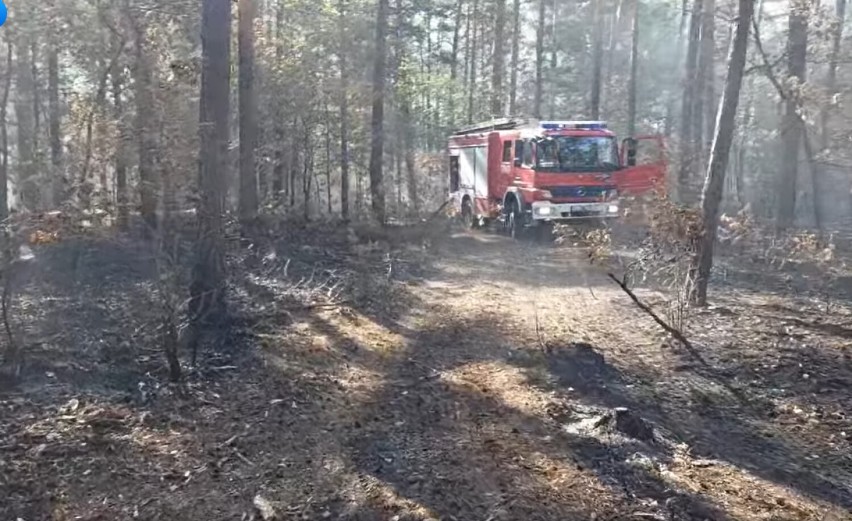 Pożar lasu w gminie Gorzkowice, lipiec 2022