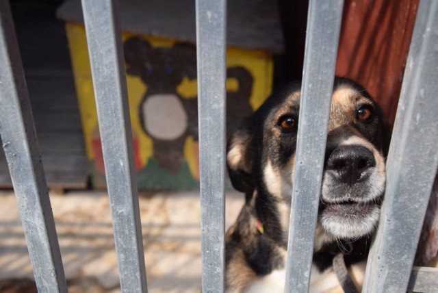 W zielonogórskim Schronisku dla Bezdomnych Zwierząt czekają psy, które można wyprowadzić na spacer.