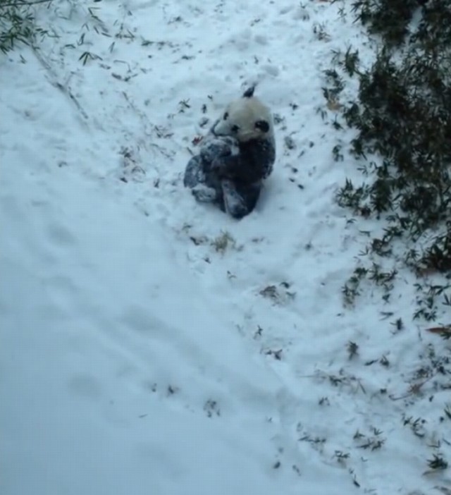 Panda Bao Bao po raz pierwszy zobaczyła śnieg
