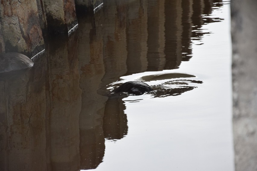 W pobliżu filaru mostu nad Kanałem Ulgi pływało pięć bobrów.