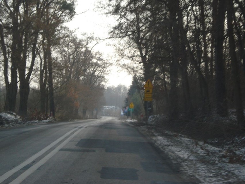 Opole Lubelskie: Powycinali drzewa pod obwodnicę (ZDJĘCIA)