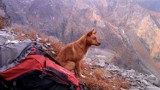 To koniec wycieczek z psem po Tatrach? Słowacy zamykają szlaki dla czworonogów