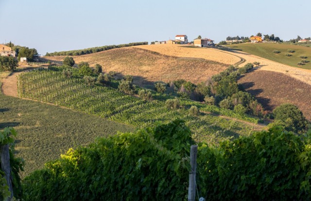 Brzmi jak sen? Fontanna z winem zlokalizowana jest na terenie jednej z winnic we włoskim miasteczku. Zobaczcie, gdzie dokładnie.
