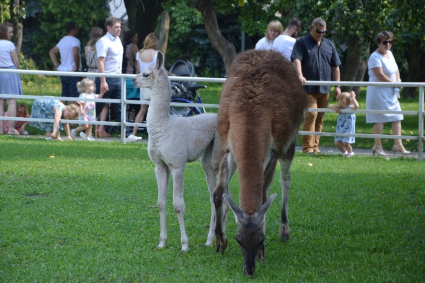 Mała lama przyszła na świat w mini-zoo przy parafii pw. Narodzenia NMP w Bełchatowie