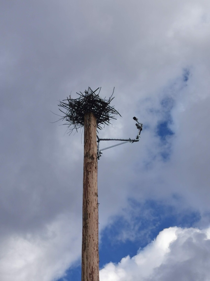 Bocianie gniazdo w Podgórzynie ma długą tradycję. Zobaczcie piękne ptaki na żywo!