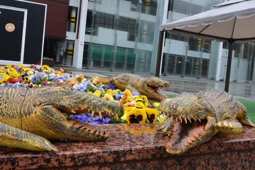 W centrum Kielc pojawi się kilka... krokodyli [WIDEO, zdjęcia]