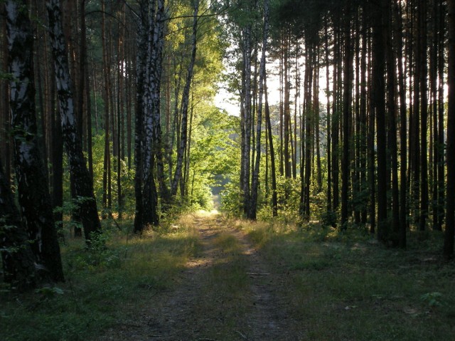 W leśnym zaciszu...
Fot. Tomasz Mazur