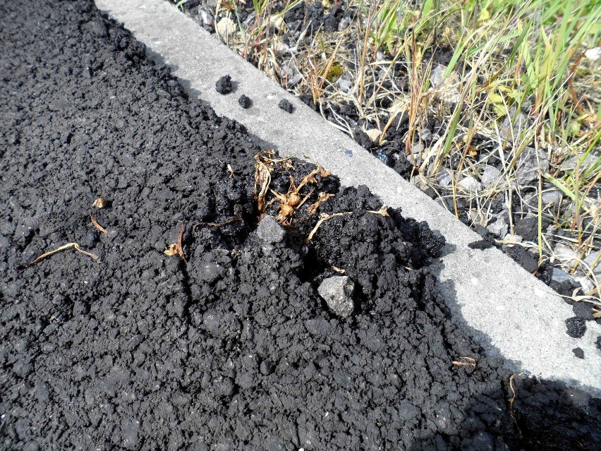 Mlecze podziurawiły świeżo położony asfalt na wałach w Oświęcimiu