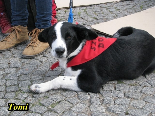 Malbork: Członkowie Reksa proszą mieszkańców o pomoc w sprawie psów i kota