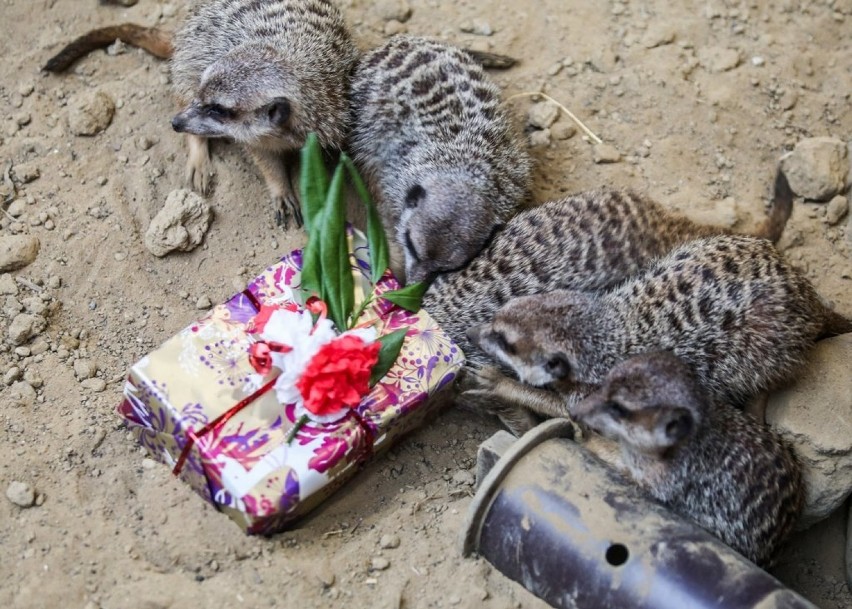 Jak zwierzęta z oliwskiego ZOO rozpakowały świąteczne prezenty? [ZDJĘCIA, WIDEO]