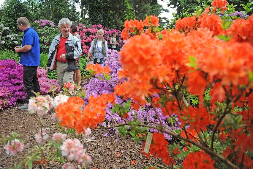 Arboretum w Kórniku: Dni azalii i różaneczników