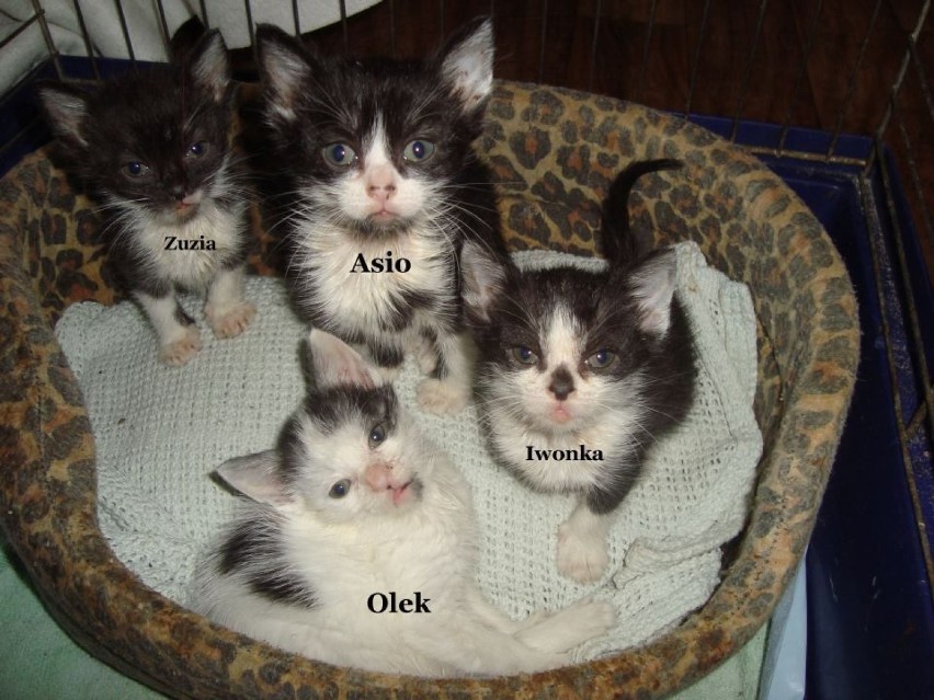 Ta czwórka już niedługo pójdzie do adopcji. Kociaki zostały...