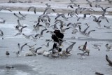 Ptasia grypa - Gdańsk w strefie wysokiego zagrożenia. Obowiązuje lista zakazów i nakazów dla mieszkańców. Nie wolno dokarmiać ptaków!