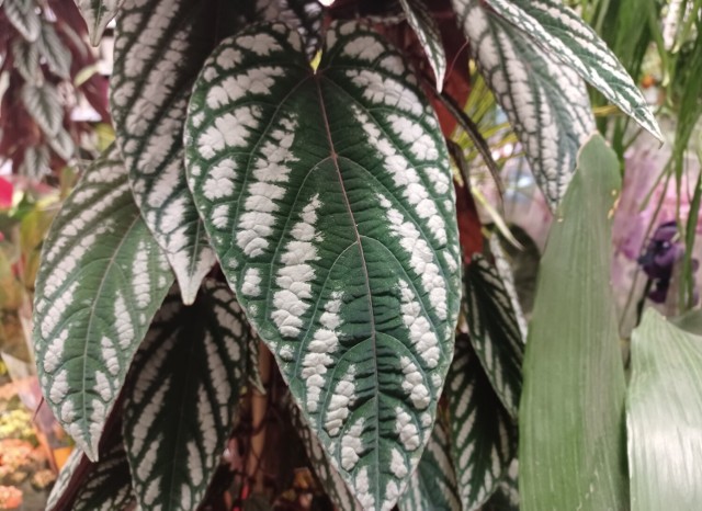 Cissus discolor (różnobarwny) to doniczkowe pnącze o pięknych, kolorowych liściach.
