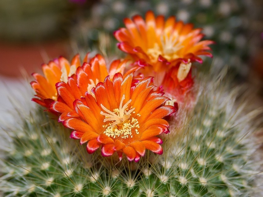 W naszych domach kaktusy stosunkowo rzadko kwitną, bo nie...