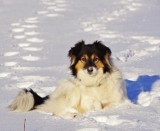 Te psy i koty zaginęły w ostatnim czasie w powiecie sanockim. Pomóżmy je odnaleźć [ZDJĘCIA]