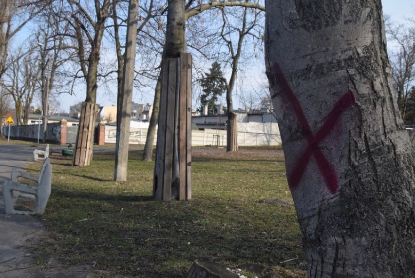 Gniezno. Drzewa na Wenei jednak zostaną wycięte. "To kwestia bezpieczeństwa"