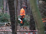 Początek budowy węzła Głębokie. Ruszyła wycinka drzew przy jeziorze [ZDJĘCIA, WIDEO]