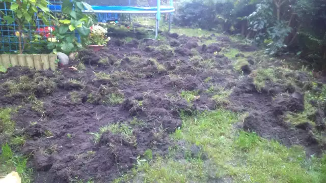 Tak wygląda ogródek w Oliwie spustoszony przez dziki, które odwiedzają go prawie codziennie