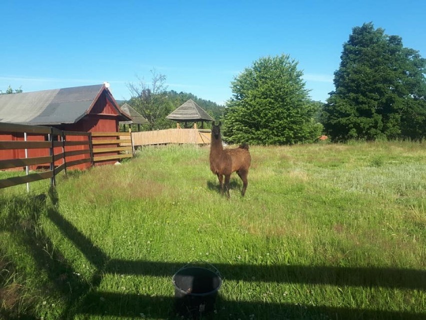 Karkonosze: Lama po 4 miesiącach wróci do właściciela Western City