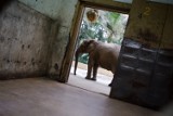 Zoo w Warszawie szuka opiekuna słoni i nosorożców. Jakie są wymagania i ile można zarobić?