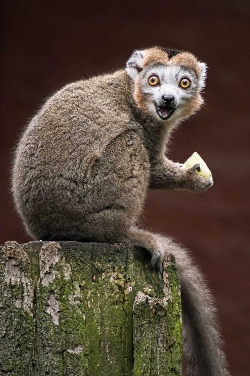 Wrocławskie zoo otwiera kolejne pawilony. Co i od kiedy można zwiedzać? [ZDJĘCIA]