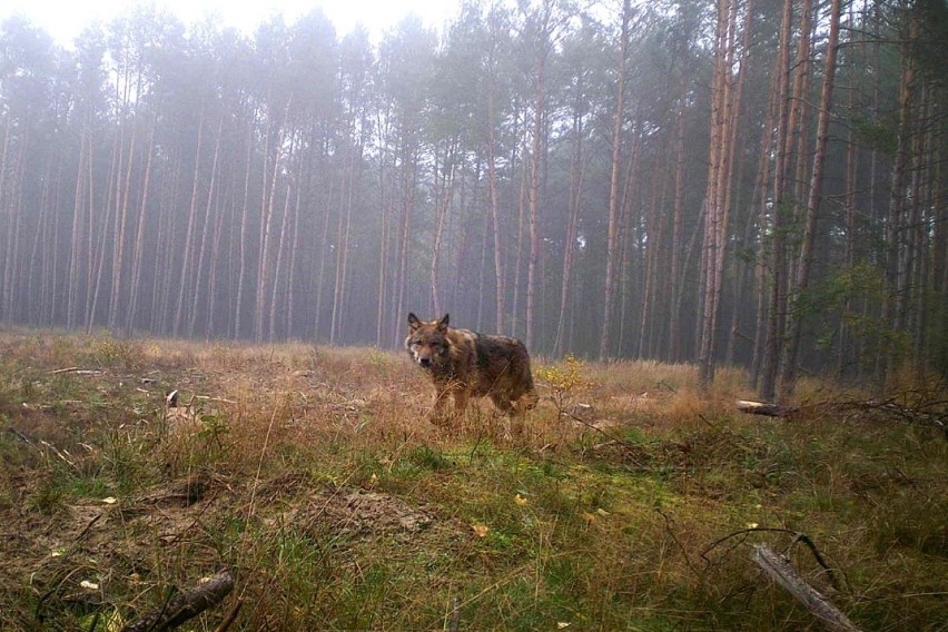 Wilki żyją w podbydgoskich lasach, także na obszarze, przez...