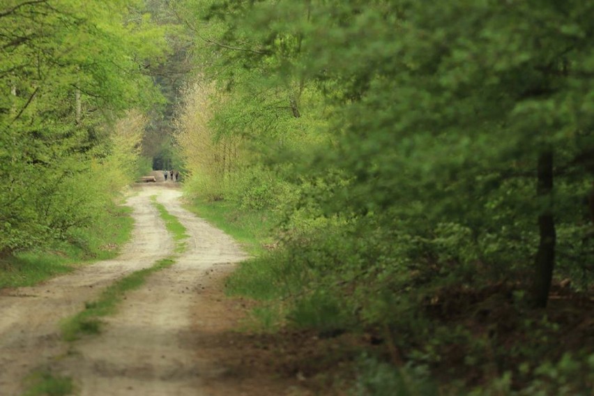 Spacer po pięknym lesie we wsi Rejna [zdjęcia]