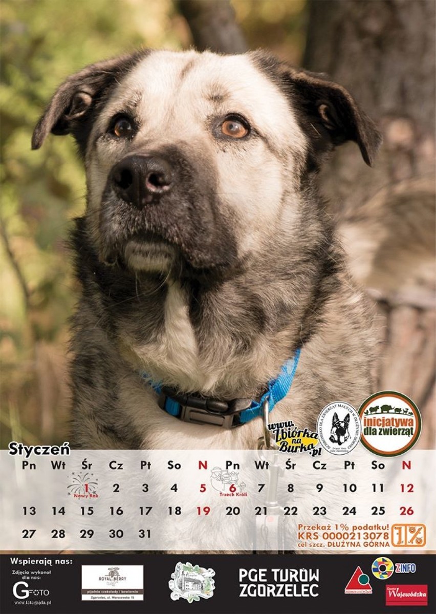 Kup kalendarz na 2020 rok i pomóż zwierzakom!