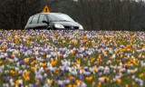 Gdynia: Krokusy u zbiegu ulic Wielkopolskiej i Sopockiej. To pomysł miejskiego ogrodnika [ZDJĘCIA]