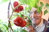Zobacz, jakie pomidory rosną w domu Kazimierza Kąkola z Zielonej Góry [WIDEO, ZDJĘCIA]