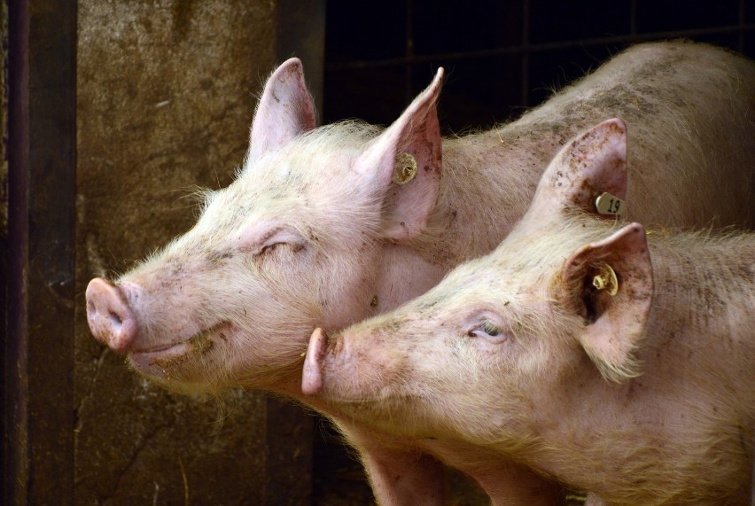 Czy opłaca się hodowla świń? Oto jak kształtują się ceny skupu trzody chlewnej 